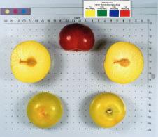 FRUIT